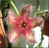 Stapelia gettlifei Fre 